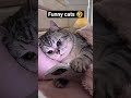 Funny cats 🤣 #cat #cute #funny #cutecat