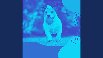 Artistic Backdrops for Sleeping Dogs