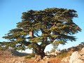 فيروز قصيدة لبنان فيروز قصيدة لبنان