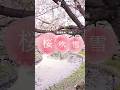 桜吹雪@舞洲緑地#sakura#osaka#japan#digitalnomad #zenwalker