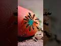 Wow! I found a hungry ant colony and shared blue liquid sugar with them #explore #nature #shorts