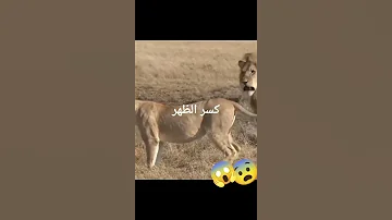 اسد يكسر ظهر لبؤة بطريقة مرعبة فقط لانها ارادت انت تاكل معه 