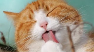 Suara Kucing Lucu Ngomong Agus : Cat Meowing Agus