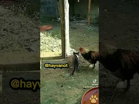 Ava giderken Avlandı