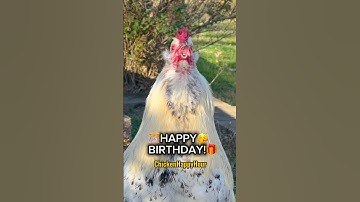 HAPPY BIRTHDAY! 🐔🎉🥳 #happybirthday #birthday #rooster #chicken #funnymemes #chickenhappyhour