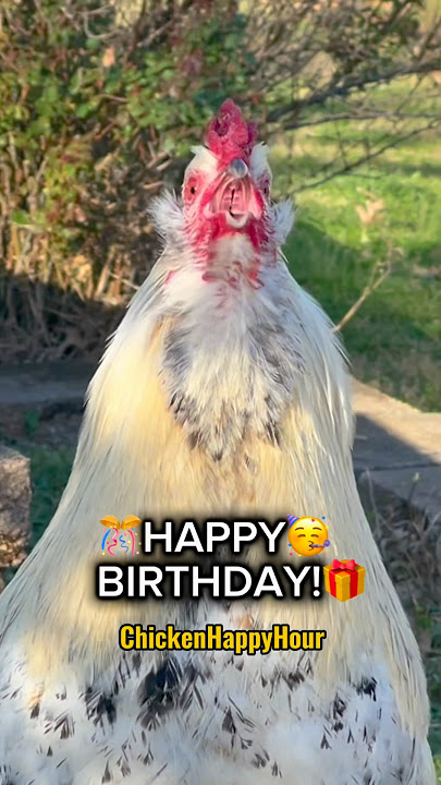 SELAMAT ULANG TAHUN! 🐔🎉🥳 #selamatulangtahun #ulangtahun #ayam #ayam #memelucu #jambahagiaayam
