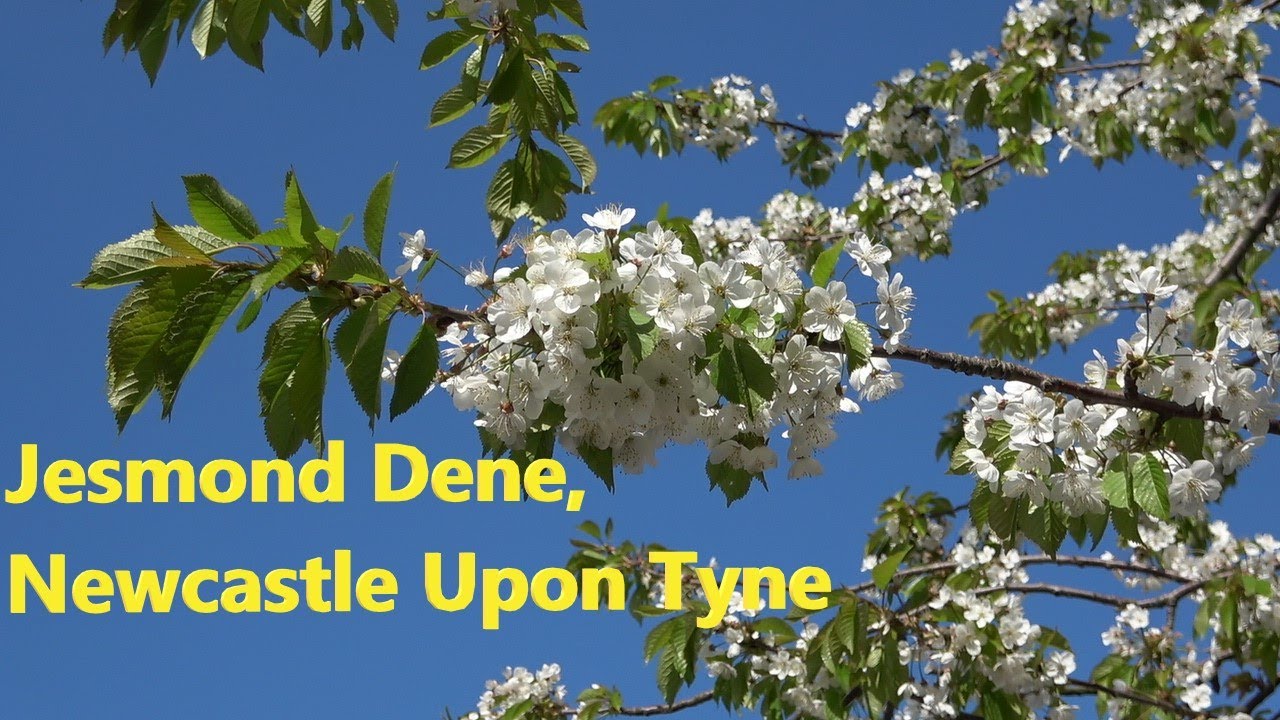 JESMOND DENE Newcastle Upon Tyne, North East England | Must Visit Nature Park