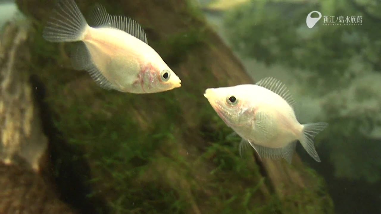 Kissはケンカのはじまり Kissing Gourami Youtube