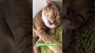 Abyssinian cat breed | Abyssinian cat 101 | Abyssinian cat smart | Abyssinian cat behavior | Kitten