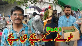 Lalukhet Exotic Parrots and Rare Birds Market Karachi 14-4-2024 Update in Urdu\/Hindi | سوق الطيور