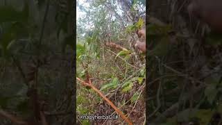 Makan Roti Daun Bugkus Menambah Gairah X