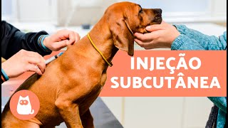 Como aplicar injeção subcutânea em cachorro  | Explicação passo a passo