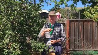 Thinning Apple Trees