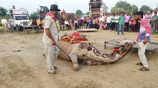 Subhash karnawat ke camel dance in sultana।।camel dance।। sultana।। camel