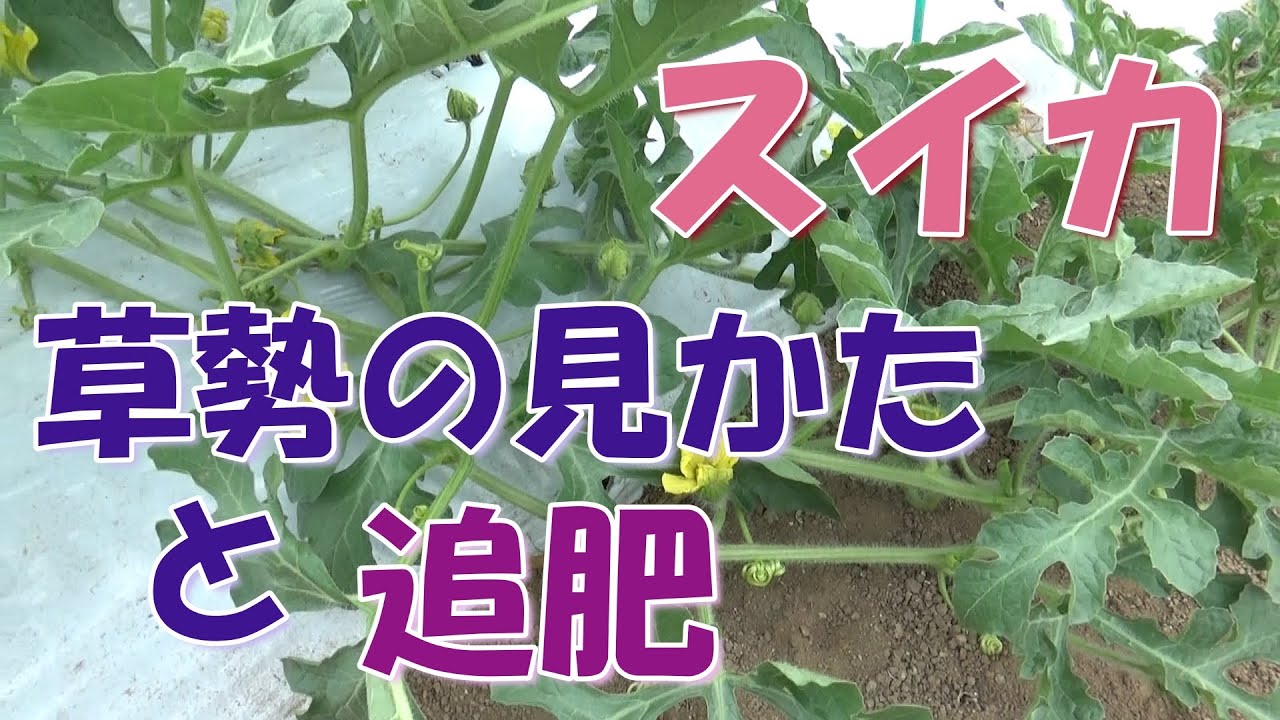 How to check watermelon vigor (tree vigor) and top dressing - YouTube