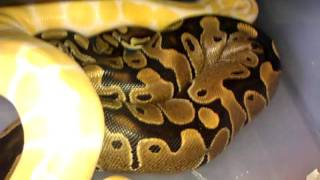 Ball python morphs breeding