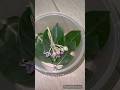 Caterpillar to Pupa stage / Third stage of Butterfly life cycle