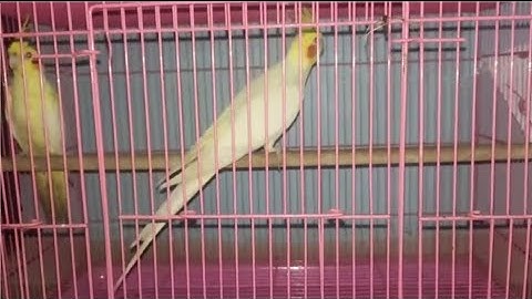 #Vlog-74 || Bengali finches ka trio hata diya 😞 #viral #birds #trending #diamonddove 