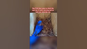 Day 9 Mr blue came to check the nest box in early morning and no took any materials out