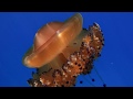 &quot;Вечноживущая медуза&quot;! Медузы. Краткое описание и обзор для детей.