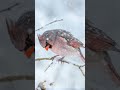 White Noise Winter Storm Ambience ❄️ Sleep Therapy #shorts  #snow #snowstorm #snowcamp #sleepsounds