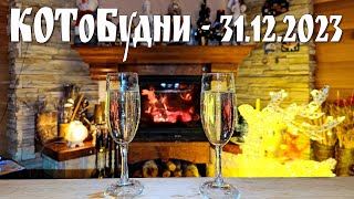 КОТоБудни накануне Нового 2024 года... |  The life of Cats on the eve of the New Year