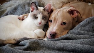 Animal Outtakes  - Grief Counseling, Senior Care and Lifetime Planning for you Pets