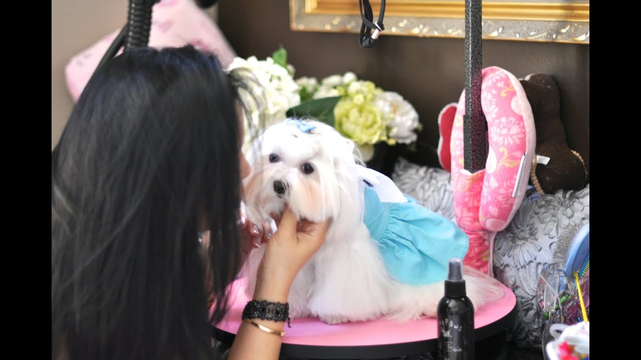 GROOMING Dolce Daily Care Top Knot, Brush Out, Tear Stain Cleaning