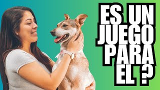 COMO jugar de manera adecuada con tu PERRO