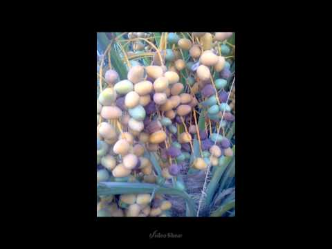 يارمال حلتنا زوﻻ كان يانسك ياحليلو 