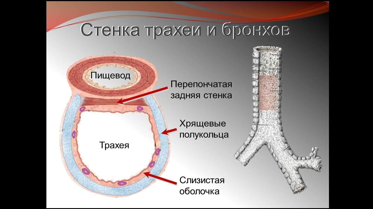 Пищевод бронхи. Строение стенки трахеи анатомия. Трахея анатомия задней стенки. Строение стенок бронхов анатомия. Трахея внутреннее строение.