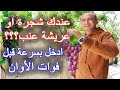 رعاية و تقليم و تسميد اشجار العنب بالربيع                                                       