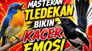 Masteran Tledekan Gunung Gacor Bikin Kacer Emosi‼️ Full Isian Tembakan Mewah 🔥