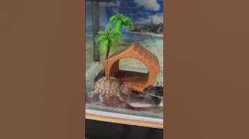 Rùa luỡi dao và rùa cổ rắn dành nhau ăn trùng huyết đông lạnh tại Ú Ù P.S CPC