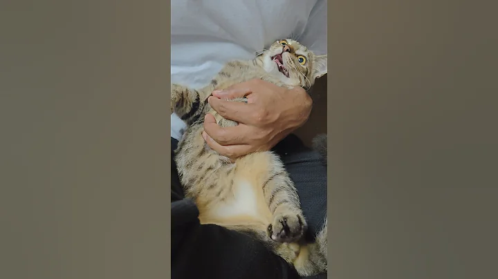 Video 10356341: cat kitten cute funny, pet living