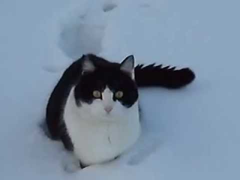 Gatti Nella Neve 006 Youtube