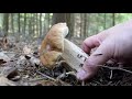 Grzybobranie (VII/VIII 2022) Prawdziwie "Ślachetne zdrowie..." / Mushroom picking (Boletus edulis)