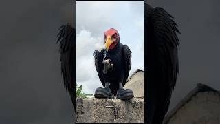 Kabam et vulture 🦅😂🤣💔