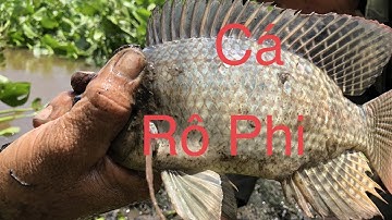 giăng lưới sông trúng đậm cá rất nhiều / hai lúa nhà quê / 29