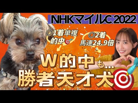 【調教予想】NHKマイルCを天童なこが大予想‼️GW現在３連勝中☆ファイナルも決める🎯