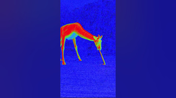 Dive into the eerie world of Zoochosis 🐾 #animals #horrorgaming #scary