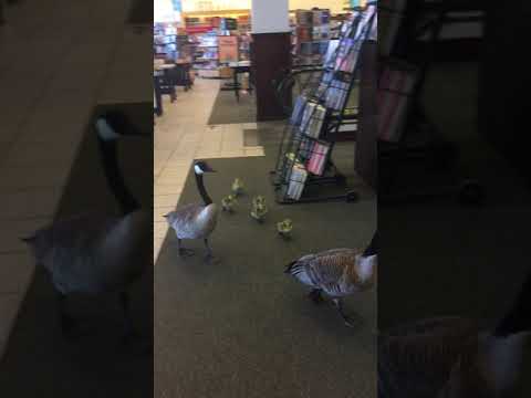 Geese Shopping At Barnes & Noble In Deerfield