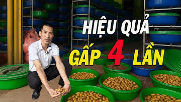 Giải Mã Hiệu Quả Nuôi Đuông Dừa Thái Lan: Chi Phí Thấp – Bao Tiêu 10 Năm – Lợi Nhuận Cao!