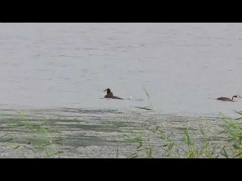Great Crested Grebe