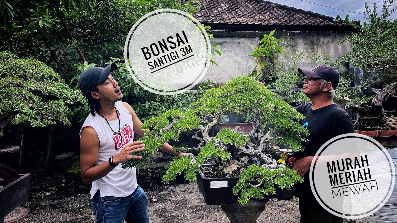 Koleksi Bonsai Sang Maestro #bonsai #santigi #senimanbonsai #masterbonsai #maestro #tanamanhias 