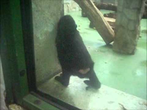Wideo: Małpa wiewiórkowa: życie i siedlisko niesamowitego naczelnego