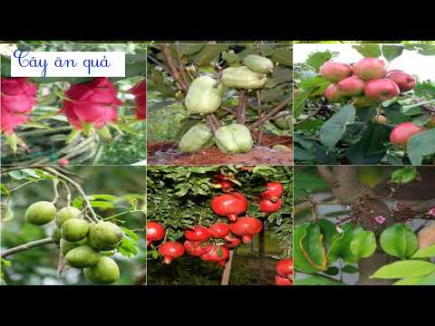Video KHOA HỌC LỚP 4 - BÀI: ÁNH SÁNG CẦN CHO SỰ SỐNG - YouTube