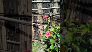 Red hibiscus flower plant growing in my garden / Lal Gudhal ke phool / Lal Joba phool / #Shorts