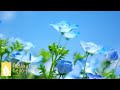 リラクゼーション音楽【ストレス緩和、神経を落ち着かせる音楽】癒しのリラックスBGM♪ヒーリングミュージック｜Original Relaxation Music Video ★141