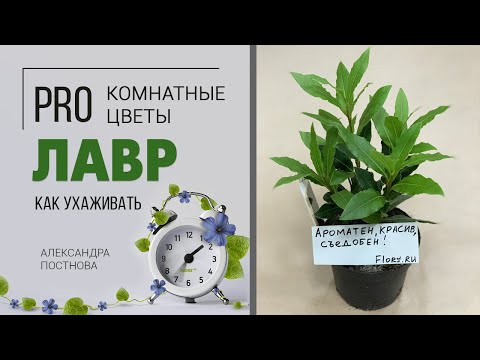 Комнатное растение Лавр благородный | Как вырастить дома лаврушку и на что обратить внимание